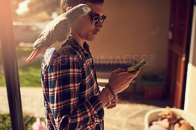 Buy stock photo Shot of a young man using his phone with his pet parrot perched on his shoulder