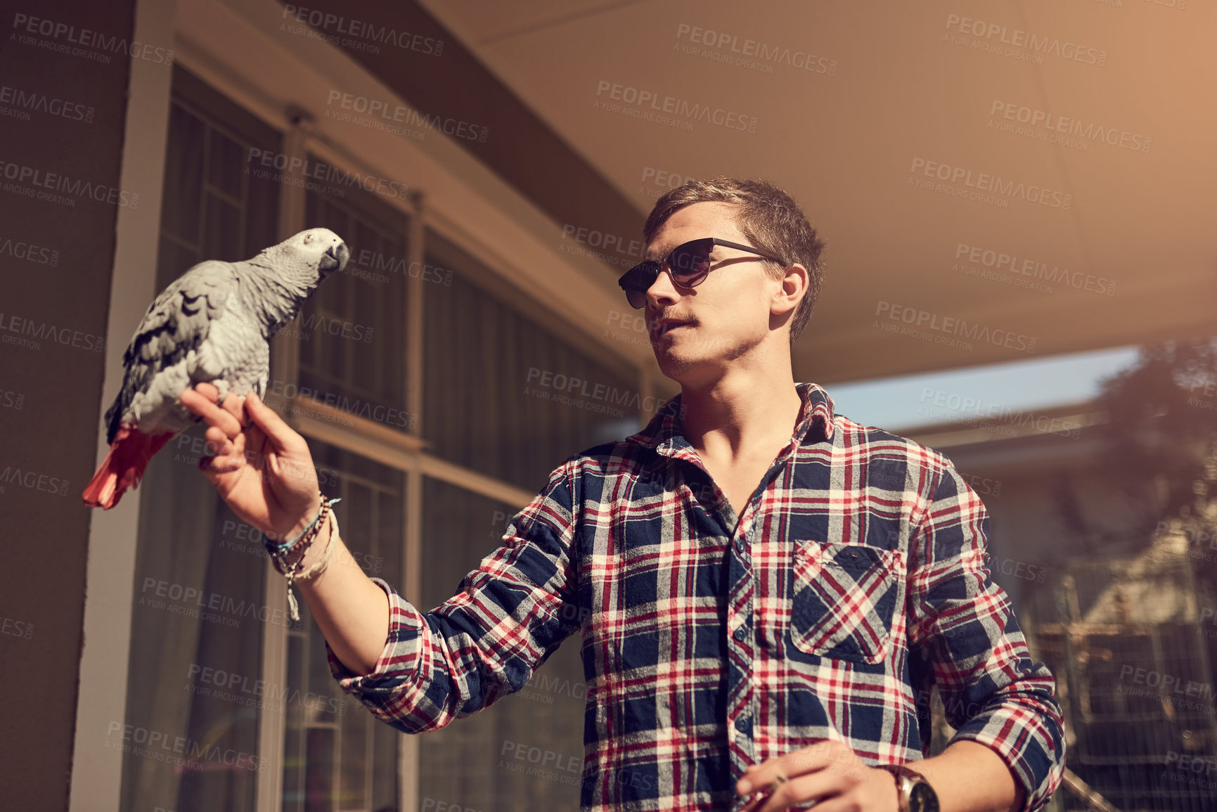 Buy stock photo Shot of a young man and an African Gray perched on his hand