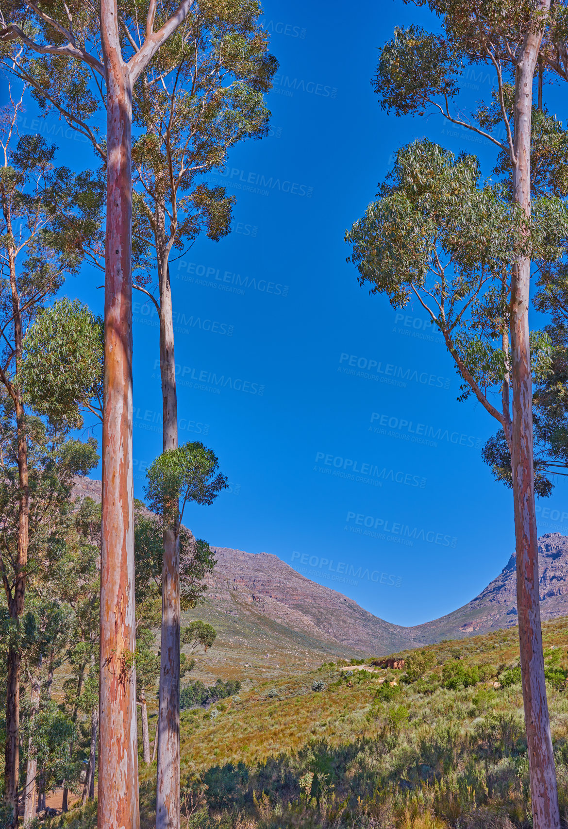 Buy stock photo Landscape, mountains and travel with forest in nature for environment, horizon and growth. Sustainability, woods and tourism with outdoor and trees for rocks, habitat conservation and hill background