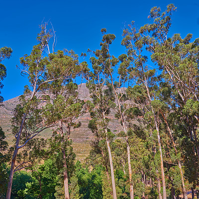 Buy stock photo Nature environment, landscape and mountain with tree, blue sky and plants in summer outdoor in Australia. Sustainable, green ecology and mountain range, calm and natural beauty in spring and calm