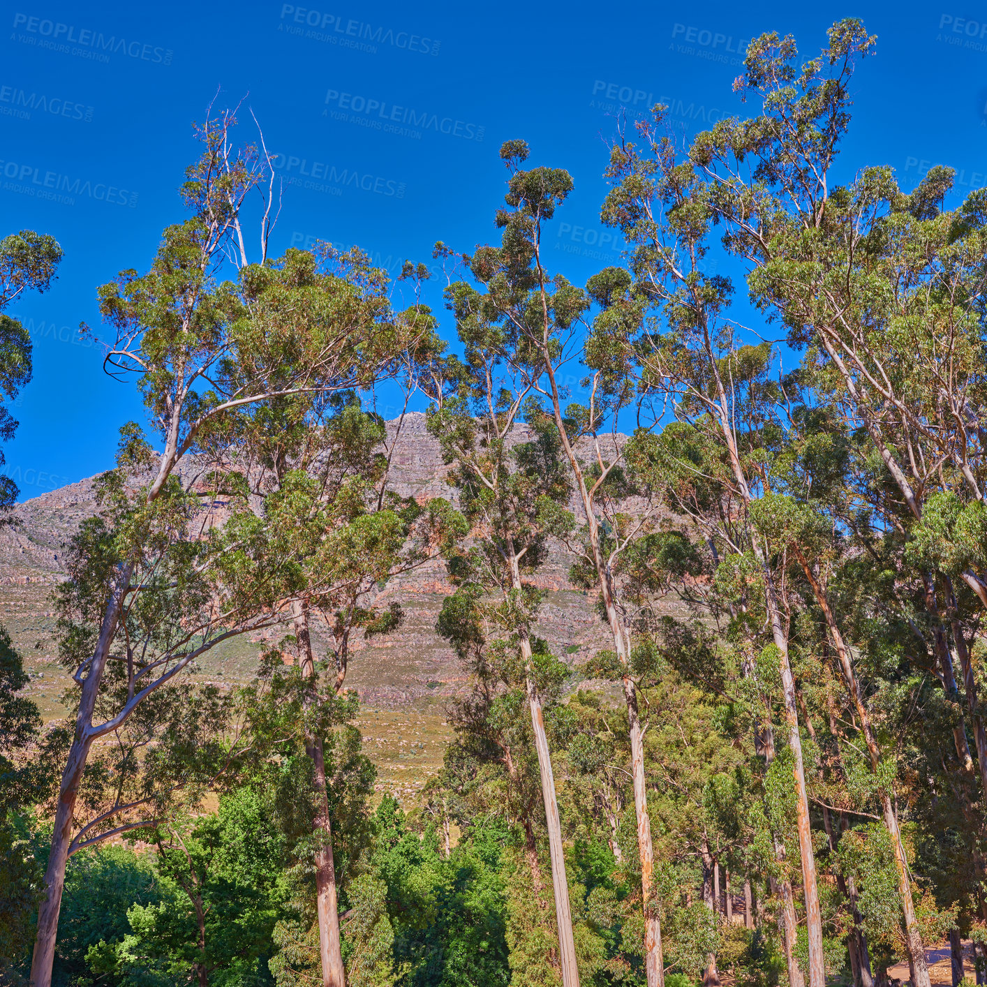 Buy stock photo Nature environment, landscape and mountain with tree, blue sky and plants in summer outdoor in Australia. Sustainable, green ecology and mountain range, calm and natural beauty in spring and calm