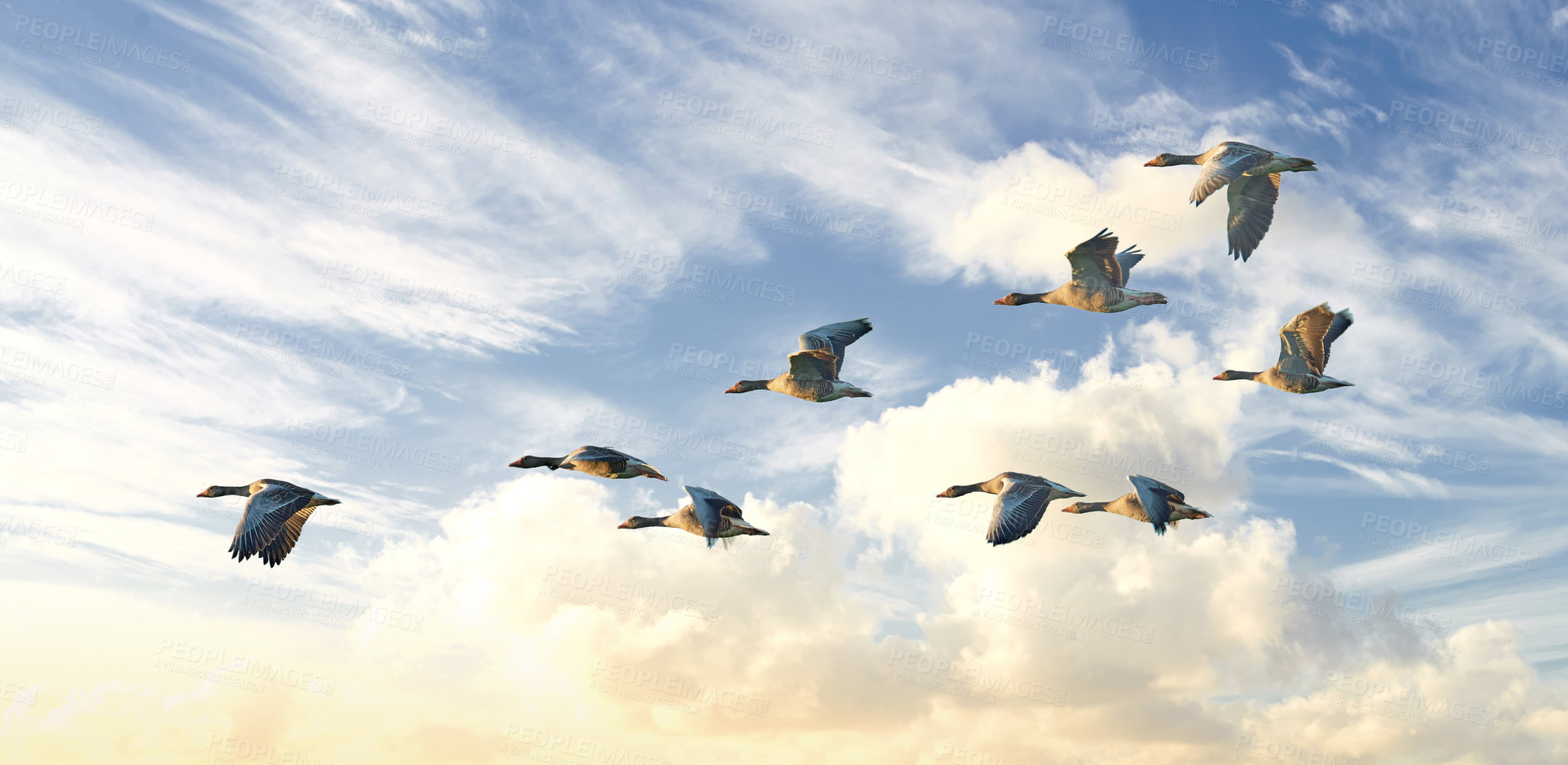 Buy stock photo Flock of goose birds flying in a blue sky background with clouds and copyspace. Common wild greylag geese flapping wings while soaring in the air in formation. Migrating waterfowl animals in flight