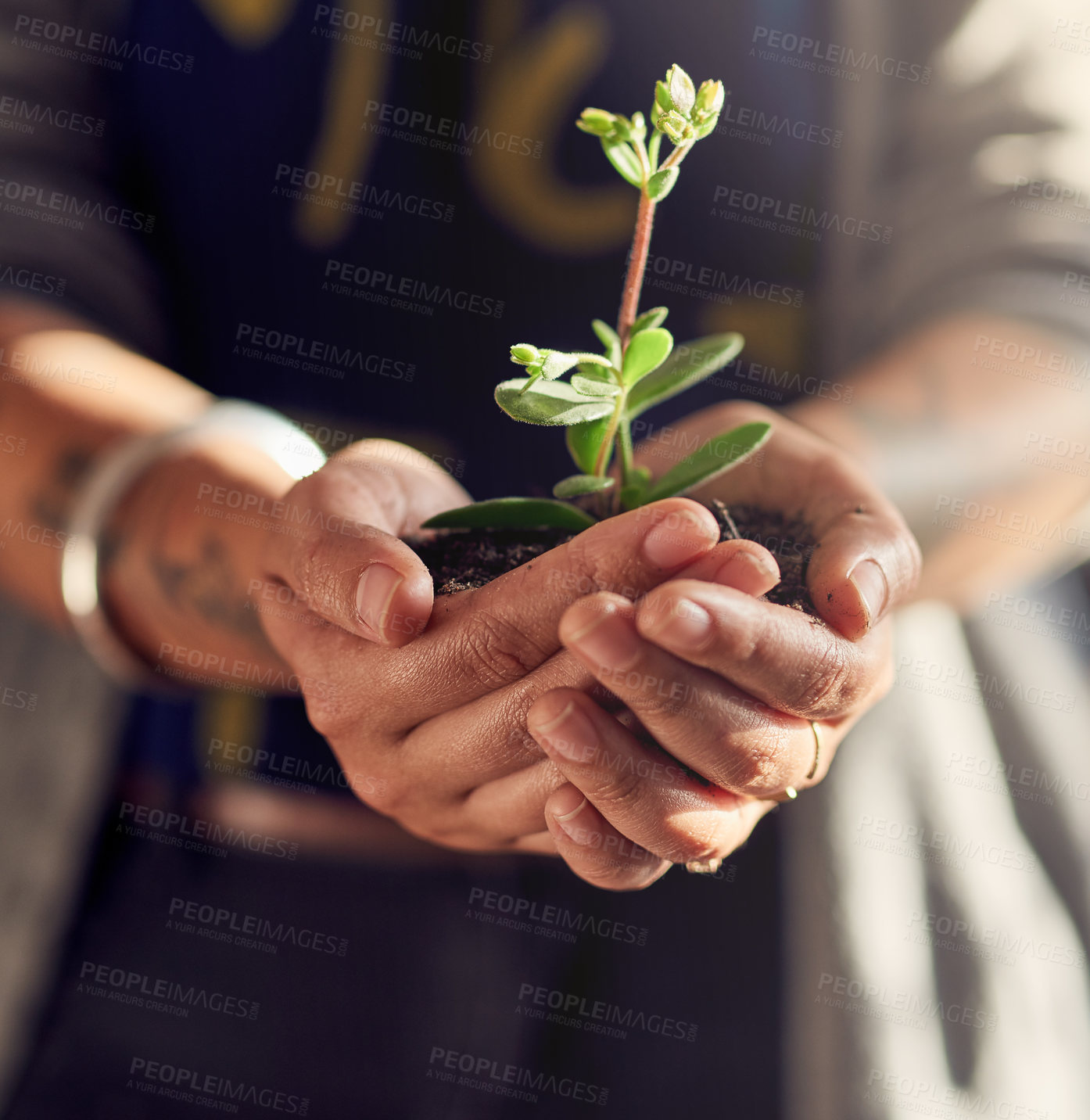 Buy stock photo Person, hands and seedling for planting, growth and development for support, future and conservation. Sustainability, earth and nature for green, ecology and environmental awareness for eco friendly