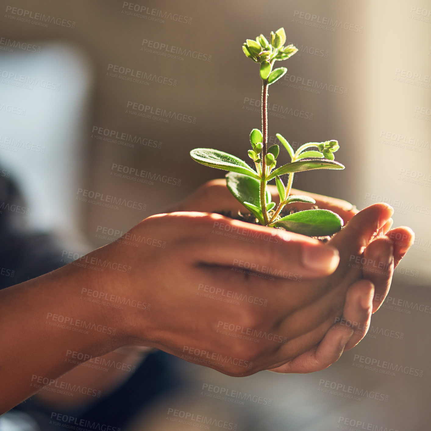 Buy stock photo Person, hands and seedling for eco friendly, growth and development for support, future and conservation. Sustainability, earth and nature for green, ecology and environmental awareness for planting