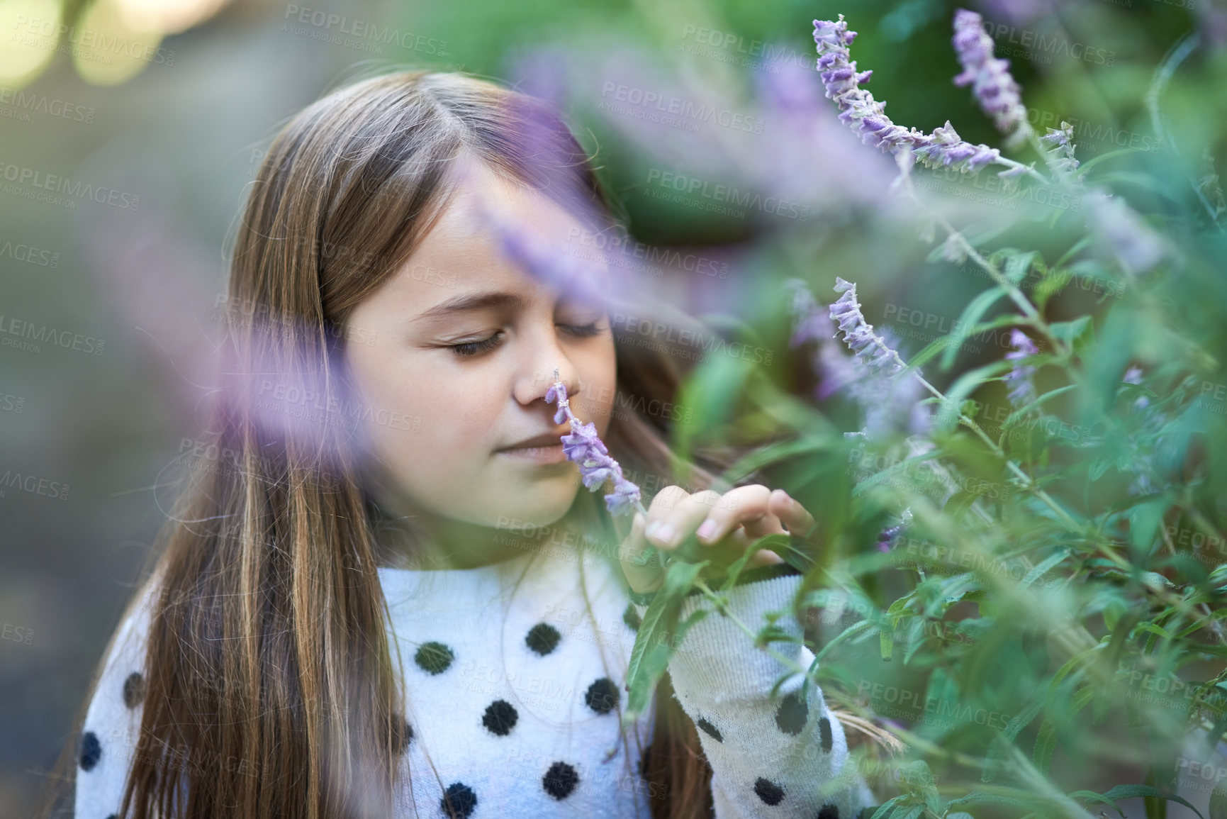 Buy stock photo Garden, girl and plant with scent for smell, natural aroma and fragrance in countryside. Park, female child and smelling lavender as fresh flower, floral and blossom with growth in nature or spring