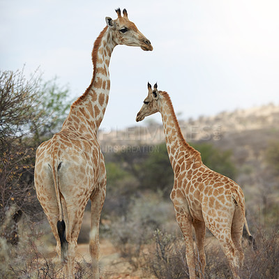 Buy stock photo Giraffe, herbivore and wildlife in nature safari with long neck or mother with calf. Animal, spots and tallest mammal with herding in dry land or outdoors on game farm in serengeti in Tanzania.