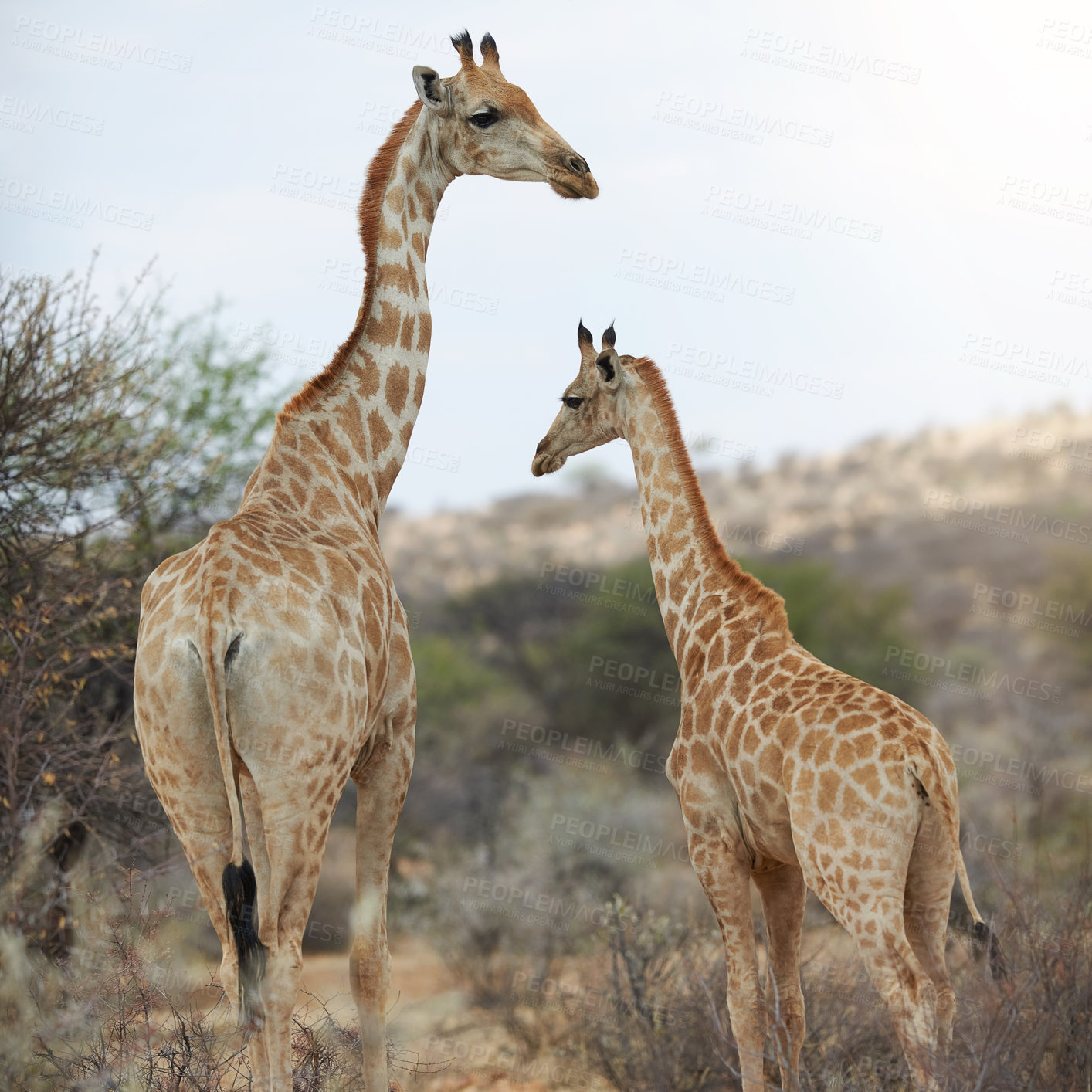 Buy stock photo Giraffe, herbivore and wildlife in nature safari with long neck or mother with calf. Animal, spots and tallest mammal with herding in dry land or outdoors on game farm in serengeti in Tanzania.