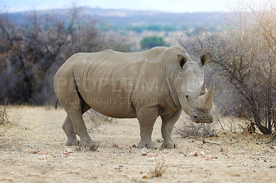 Buy stock photo Rhino, safari and sand with horn in portrait with wildlife in nature for big five with confidence. Environment, endangered and poaching with preservation of habitat for protection for species safety.