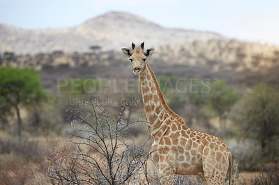 Buy stock photo Shot of a giraffe standing in its natural habitat