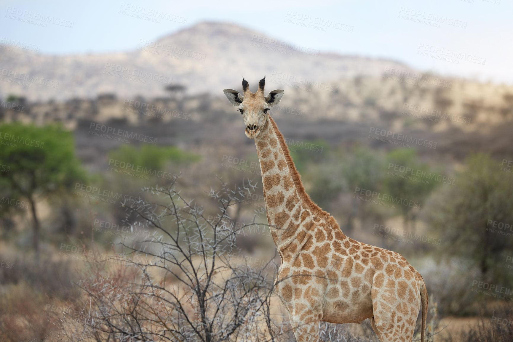 Buy stock photo Shot of a giraffe standing in its natural habitat