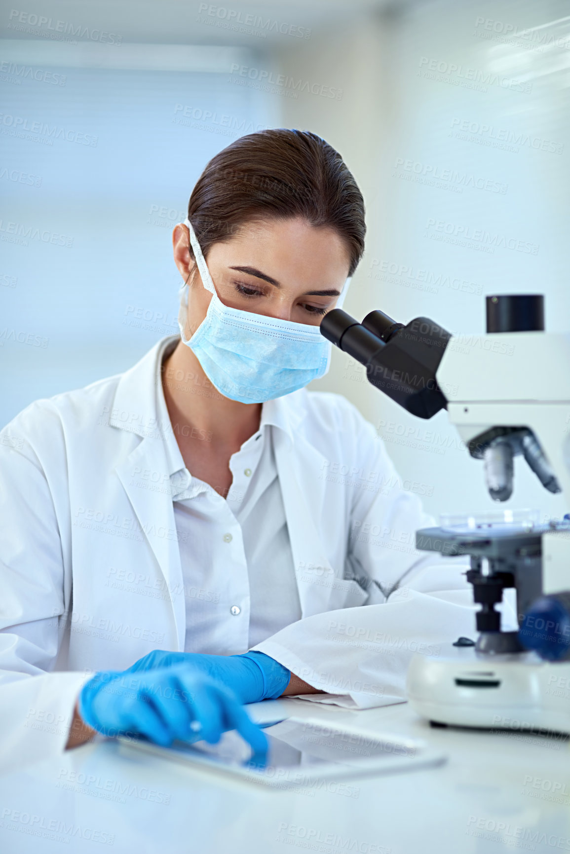 Buy stock photo Scientist, microscope and woman in lab with tablet for medical study, analysis and stem cell research. Biotechnology, investigation and person with experiment for dna, results and test for bacteria