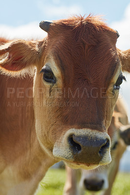 Buy stock photo Shot of a dairy cow standing in a green pasture