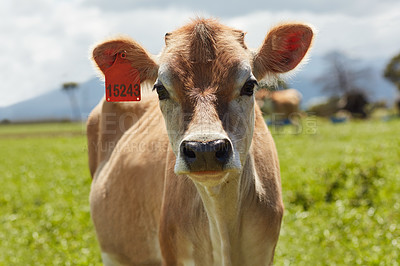 Buy stock photo Dairy farm, cow field and cattle in green pasture for eating grass, milk production and eco friendly agriculture. Livestock animal, grass fed and growth for sustainable meat and free range beef