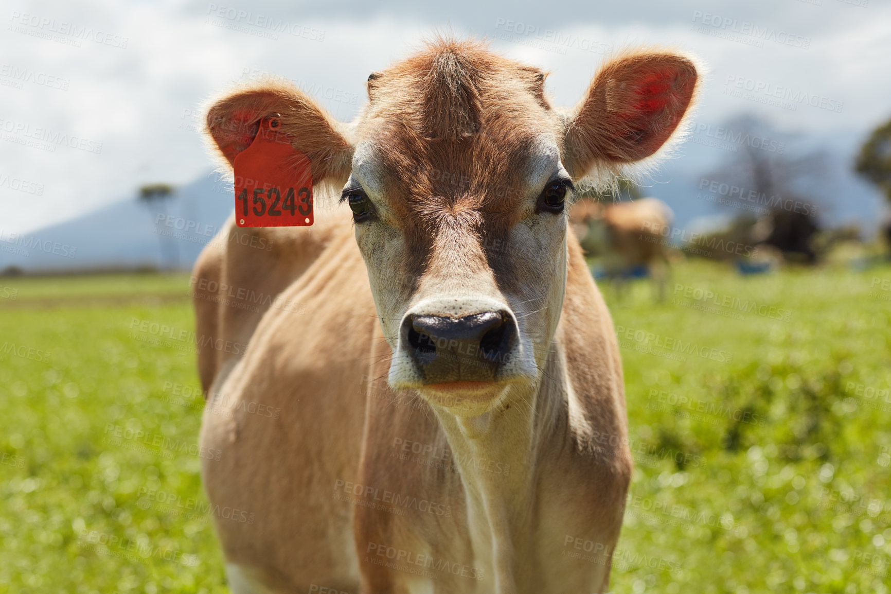 Buy stock photo Dairy farm, cow field and cattle in green pasture for eating grass, milk production and eco friendly agriculture. Livestock animal, grass fed and growth for sustainable meat and free range beef