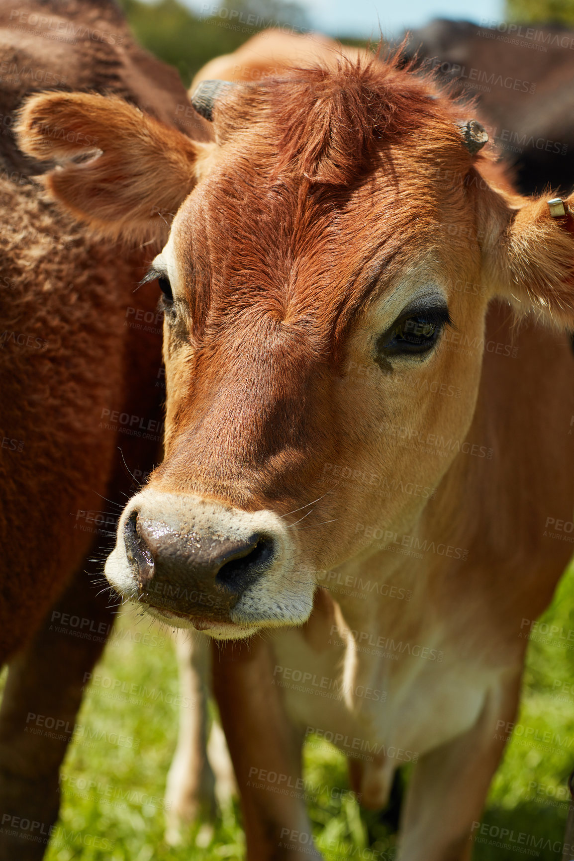 Buy stock photo Dairy farm, cattle and cow field in countryside for milk production, growth and grass diet. Livestock animals, herd and sustainable protein in green pasture for free range beef and eco friendly meat