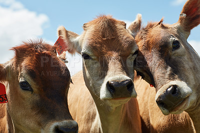 Buy stock photo Cattle, agriculture and cows on farm with sustainable livestock for dairy production in summer. Animals, face and healthy herd for beef farming, industry and outdoor on Texas ranch in countryside