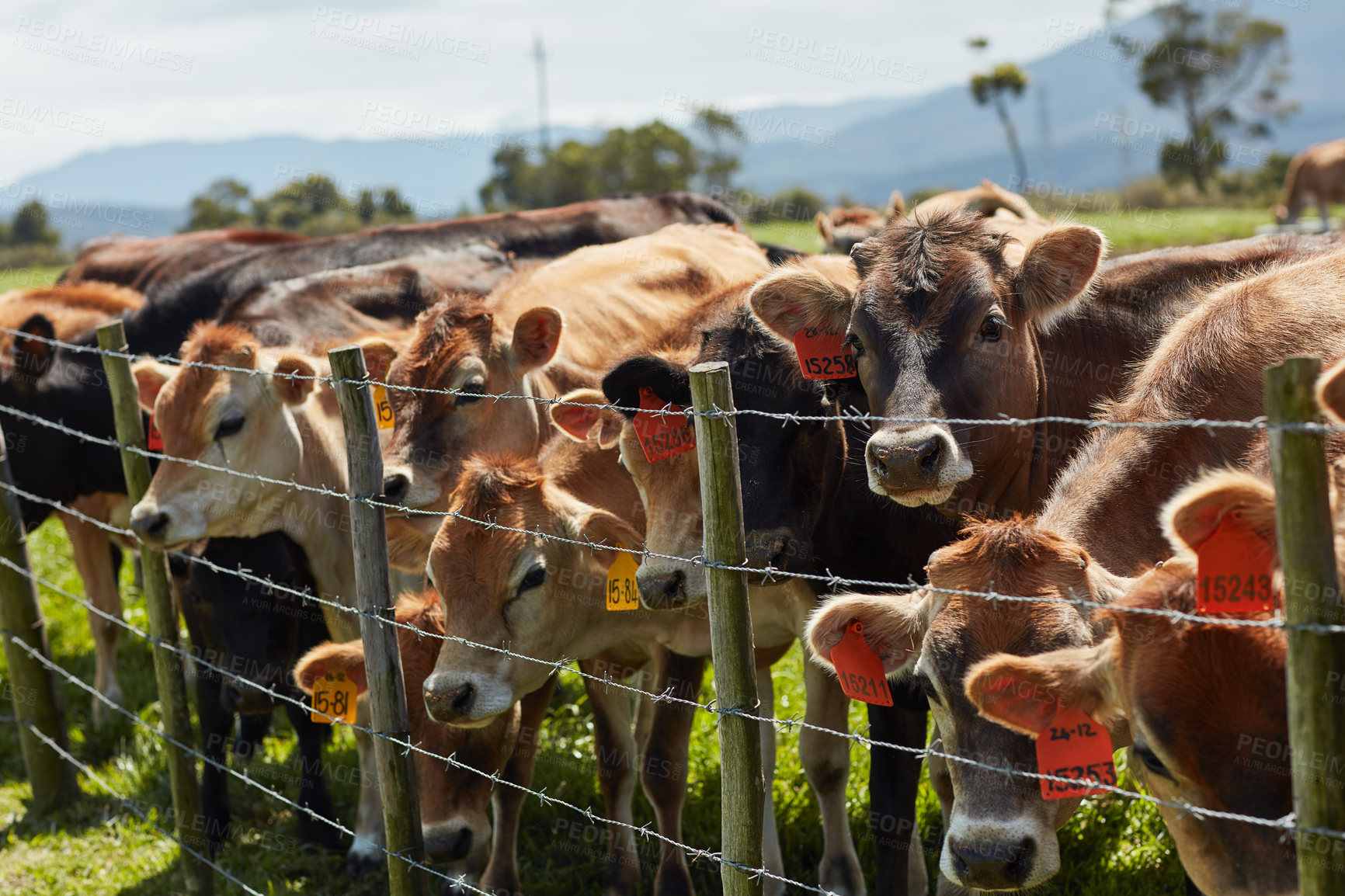 Buy stock photo Cattle, agriculture and cows on farm with fence for livestock in sustainable dairy production in Australia. Agro, animals or healthy herd for beef farming, industry or outdoor on ranch in countryside