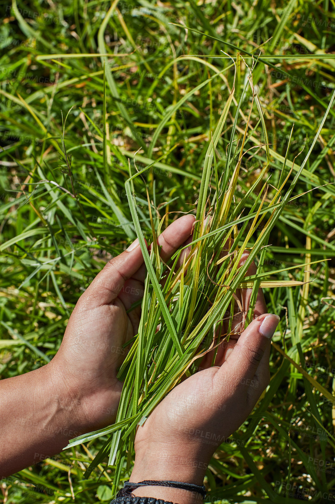 Buy stock photo Cropped shot of an unidentifiable person holding a handful of freshly cut grass