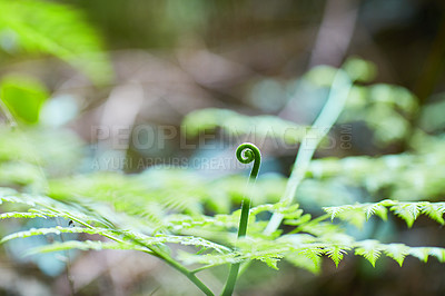 Buy stock photo Shot of a fern growing in a woodland area