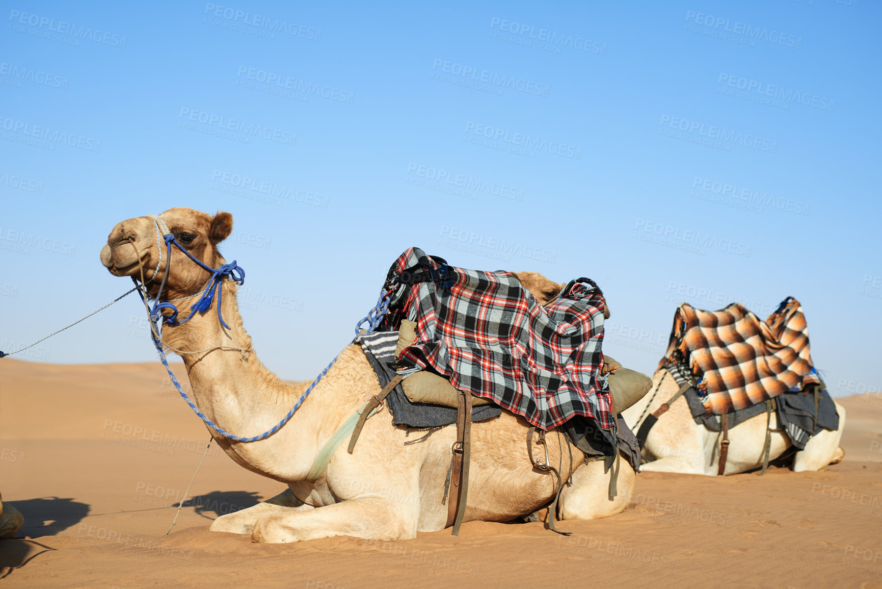 Buy stock photo Animal, desert and camel for transportation in nature with relax, luggage and resting from travel with blue sky and horizon. Dromedary, livestock and cargo outdoor in sunshine with mockup and tourism