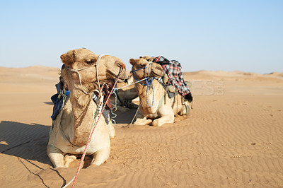 Buy stock photo Shot of a caravan of camels in the desert