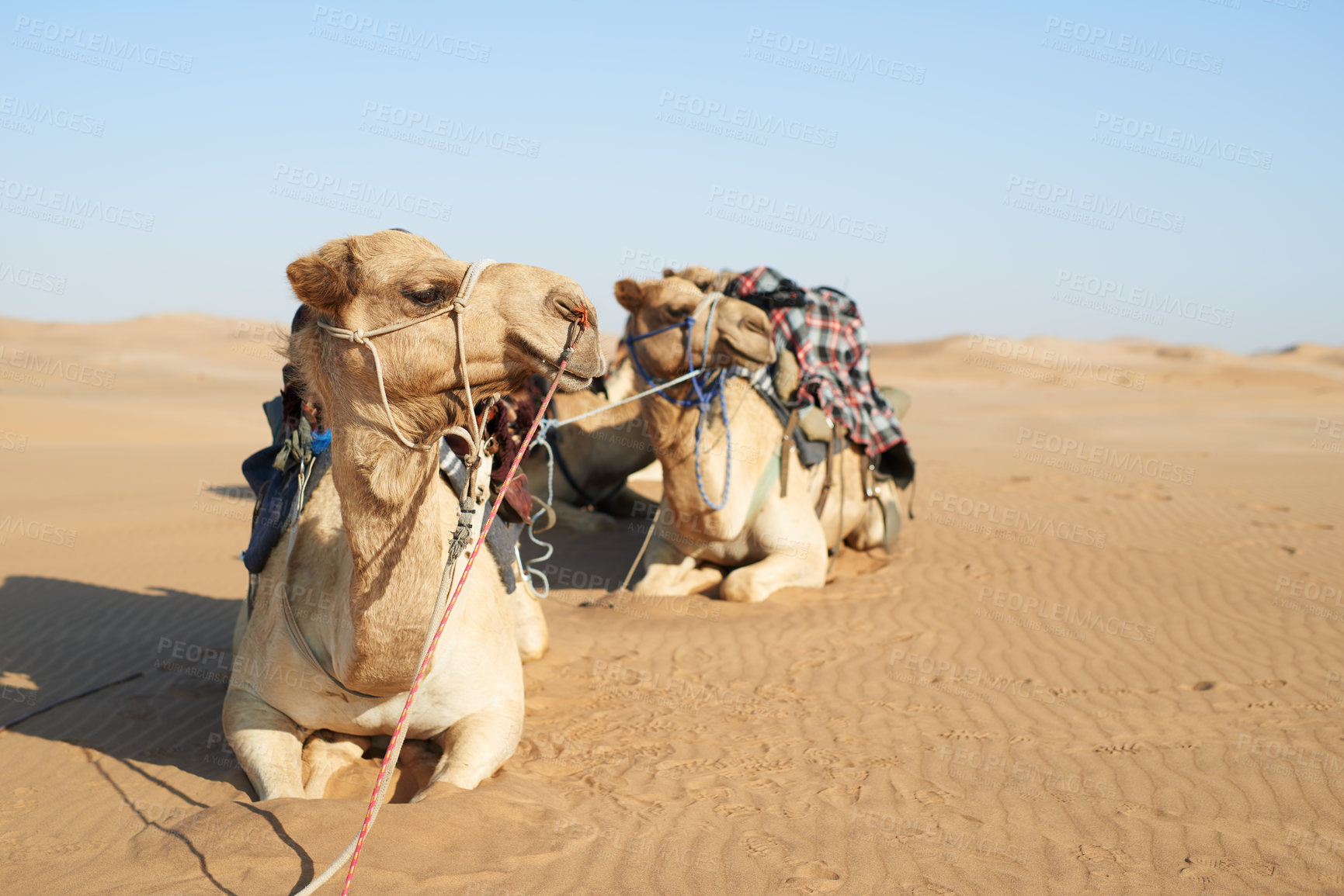 Buy stock photo Shot of a caravan of camels in the desert