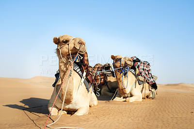 Buy stock photo Animal, desert and camel for transportation outdoor with relax, luggage and resting from travel with blue sky and horizon. Dromedary, livestock and cargo in nature with sunshine and tourism on mockup