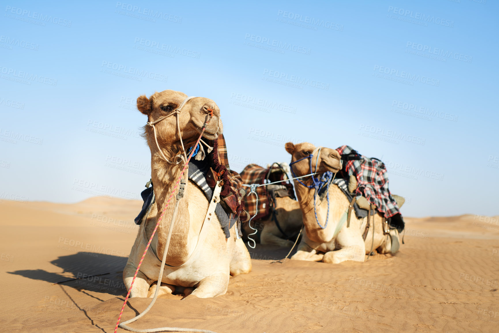 Buy stock photo Animal, desert and camel for transportation outdoor with relax, luggage and resting from travel with blue sky and horizon. Dromedary, livestock and cargo in nature with sunshine and tourism on mockup