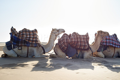 Buy stock photo Caravan, desert and camel for transportation with relax in nature with luggage, cargo and rest from travel in row. Dromedary, livestock and outdoor on sand dunes in sunshine with mockup for tourism