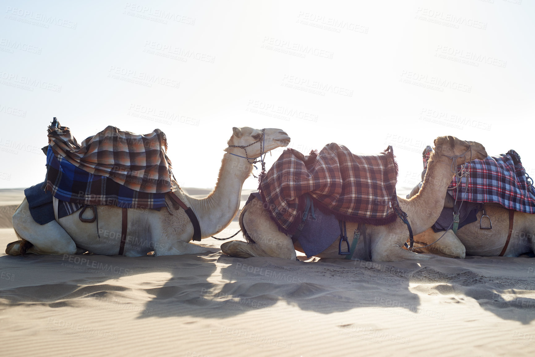 Buy stock photo Caravan, desert and camel for transportation with relax in nature with luggage, cargo and rest from travel in row. Dromedary, livestock and outdoor on sand dunes in sunshine with mockup for tourism