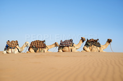 Buy stock photo Shot of a caravan of camels in the desert