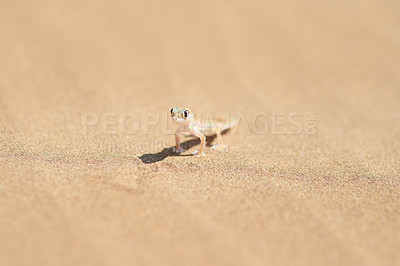 Buy stock photo Closeup shot of a small gecko on a sand dune in the desert