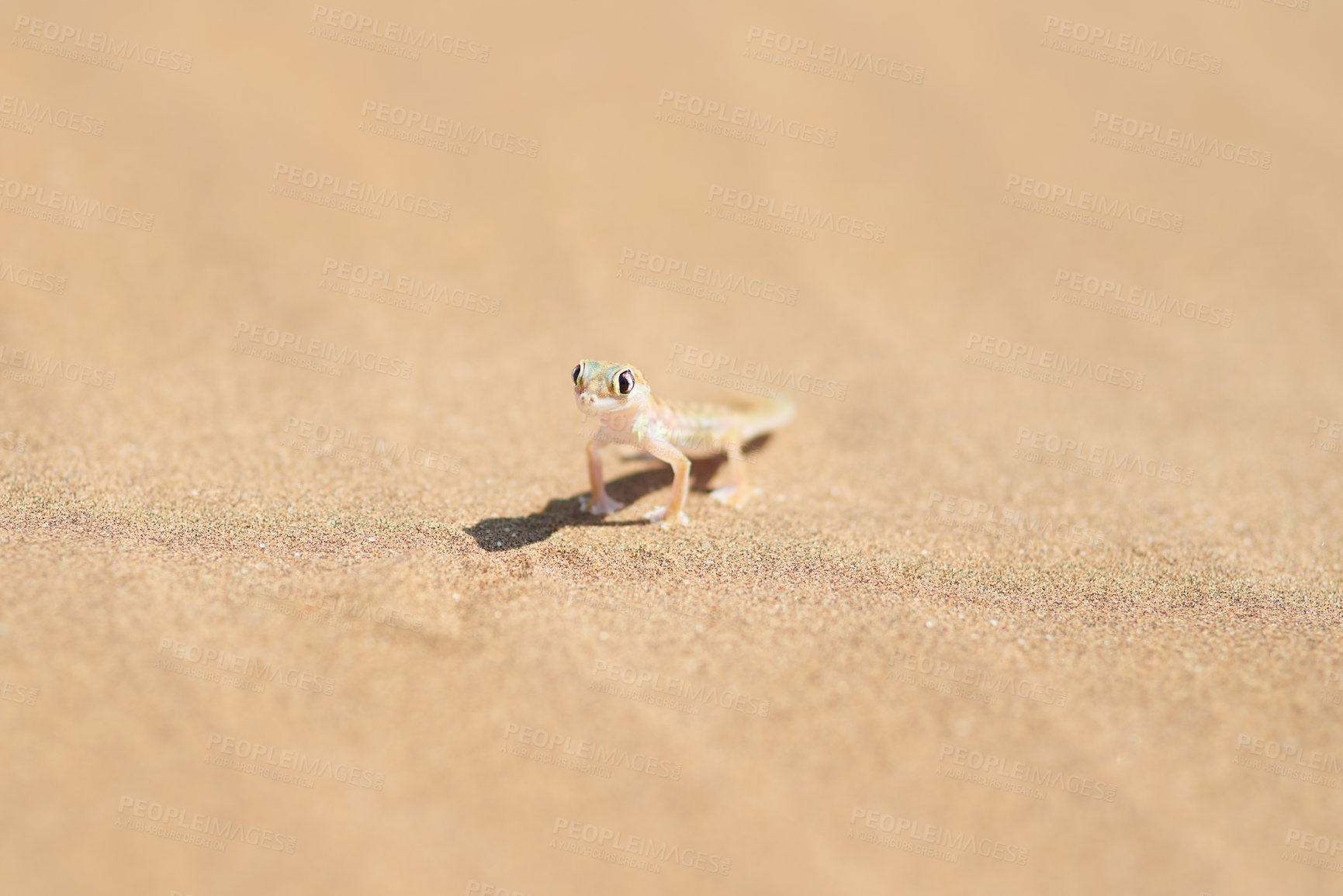 Buy stock photo Closeup shot of a small gecko on a sand dune in the desert