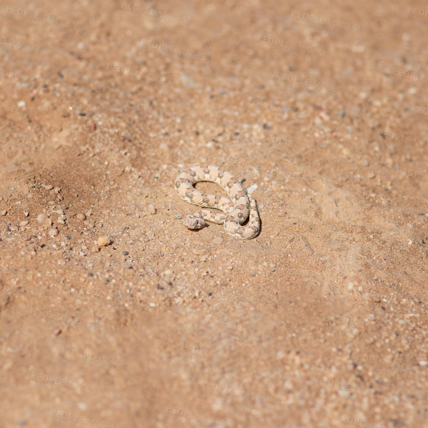 Buy stock photo Snake, ground and sand outdoor with animal, reptile and dune terrain with sun and wildlife. Summer, scales and small Desert Nightsnake in the sunshine, dirt and dry soil in remote Egypt in nature