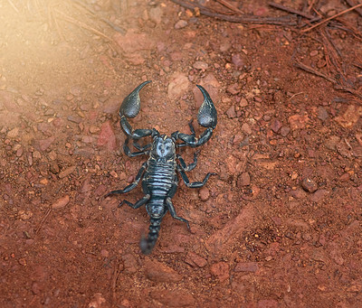 Buy stock photo High angle shot of a black scorpion in sandy terrain