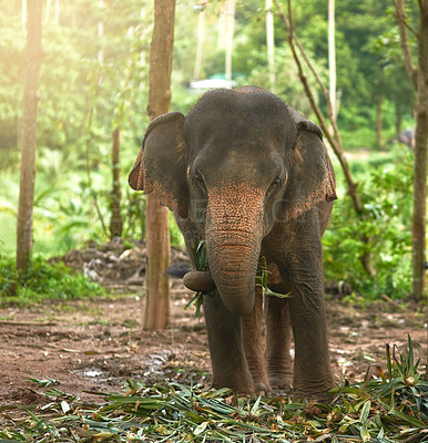 Buy stock photo Shot of an Indian elephant in it's natural habitat
