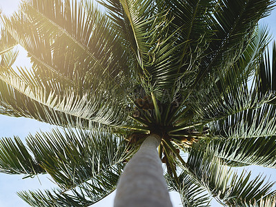 Buy stock photo Low angle shot of a palm tree with its leaves blowing in the wind