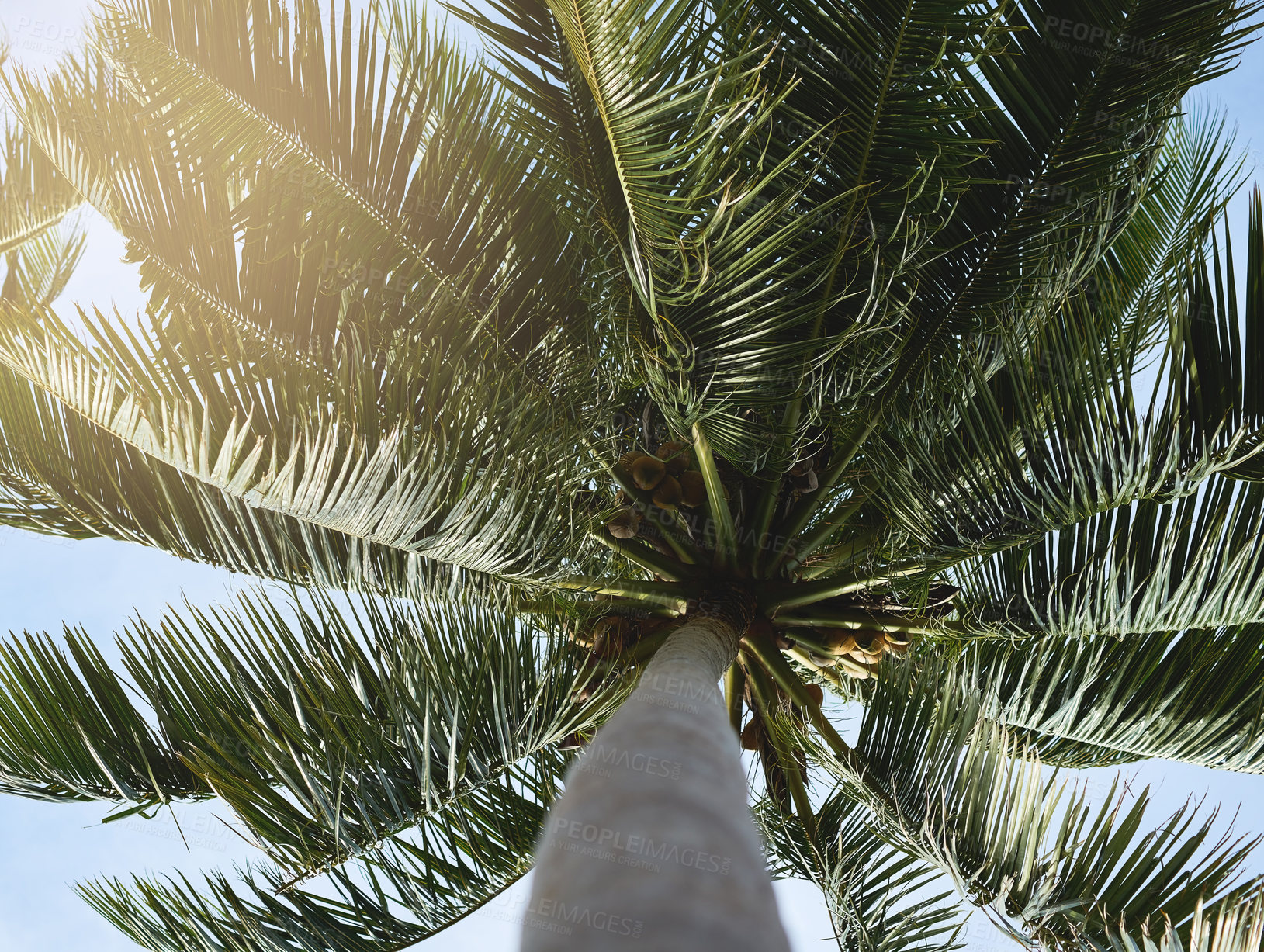 Buy stock photo Low angle shot of a palm tree with its leaves blowing in the wind