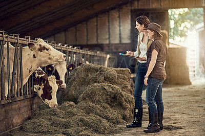 Buy stock photo Shot of two female farmers taking care of their cattle in the barn