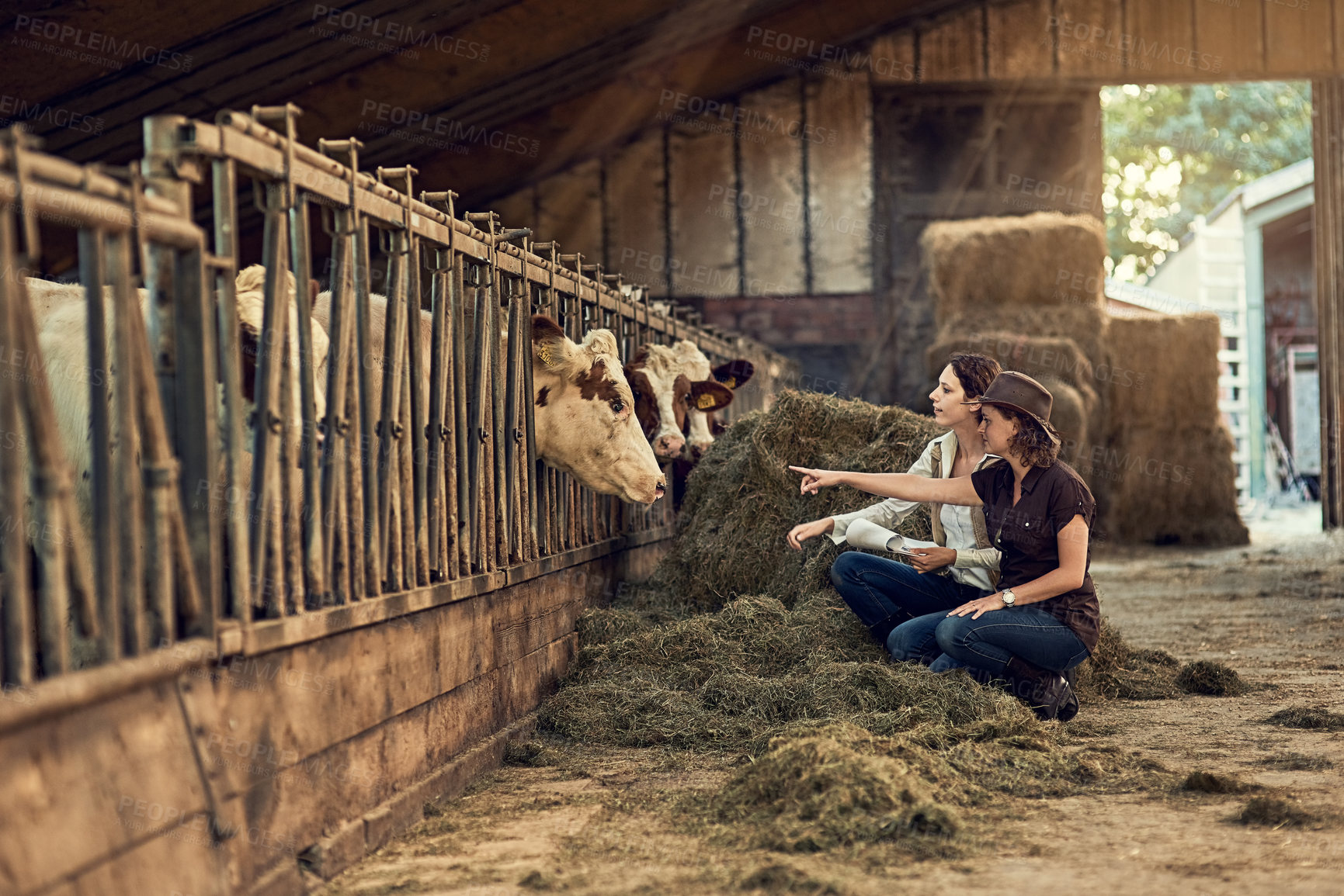 Buy stock photo Women, pointing and barn for check on cows , teamwork and review for animal hygiene. Female farmers, discussion and plan in stable for agriculture, sustainable farming for future on planet earth