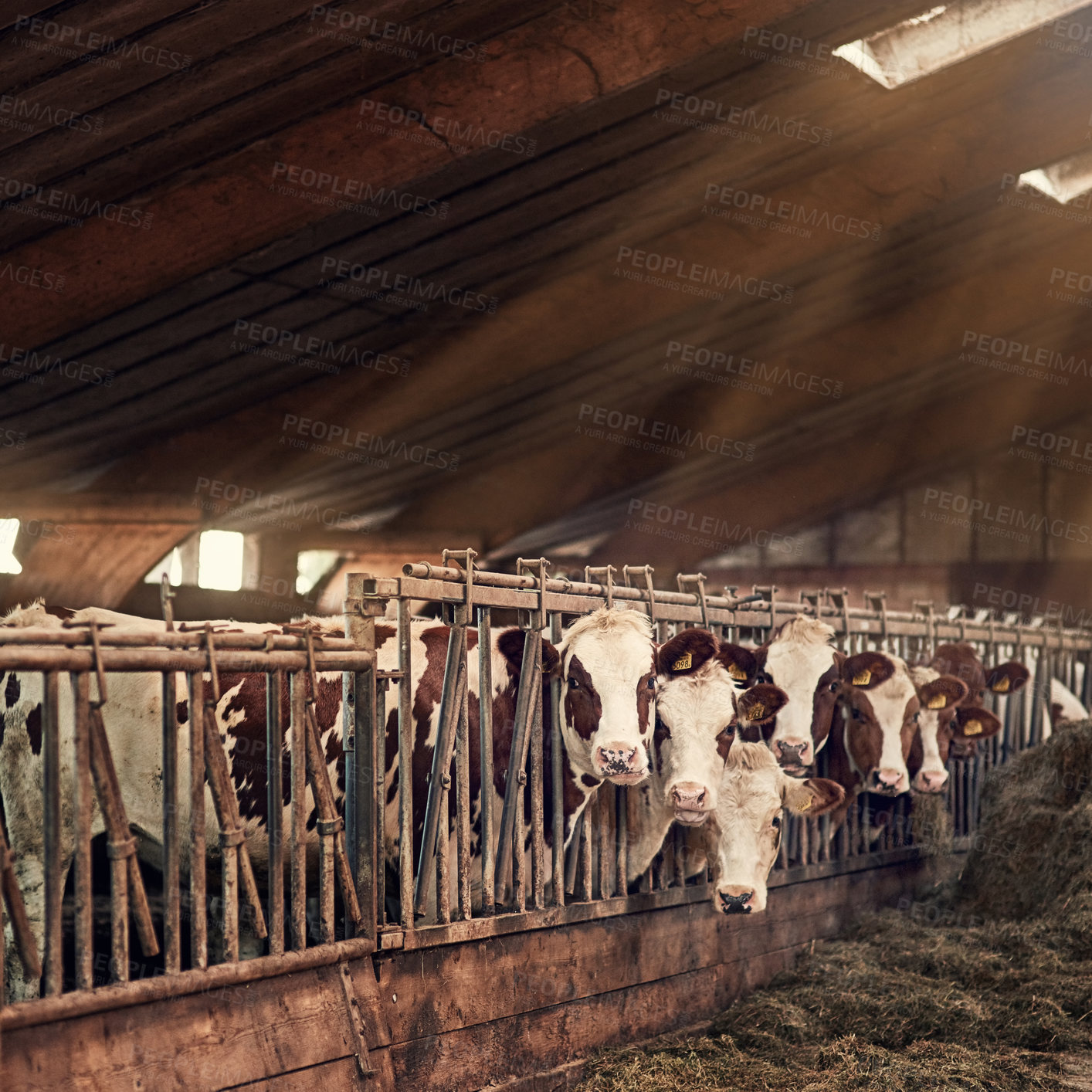 Buy stock photo Sustainability, barn or cows on farm in countryside for milk, meat and dairy production with care. Agriculture, industry and herd of cattle in a stall for beef, supply chain or eco friendly farming