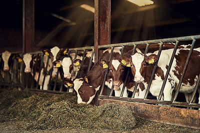 Buy stock photo Agriculture, barn or cows on farm in countryside for milk, meat and dairy production with care. Sustainability, industry and herd of cattle in a stall for beef, supply chain or eco friendly farming