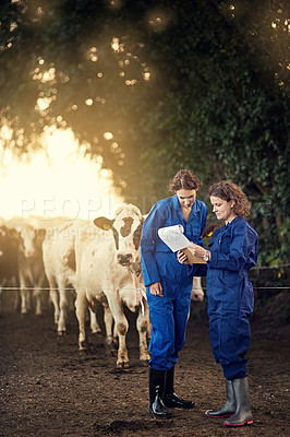 Buy stock photo Teamwork, women and cow farmers in discussion with checklist for beef production, agriculture and dairy livestock. Cattle farming, animal and partner working on paperwork for food industry planning