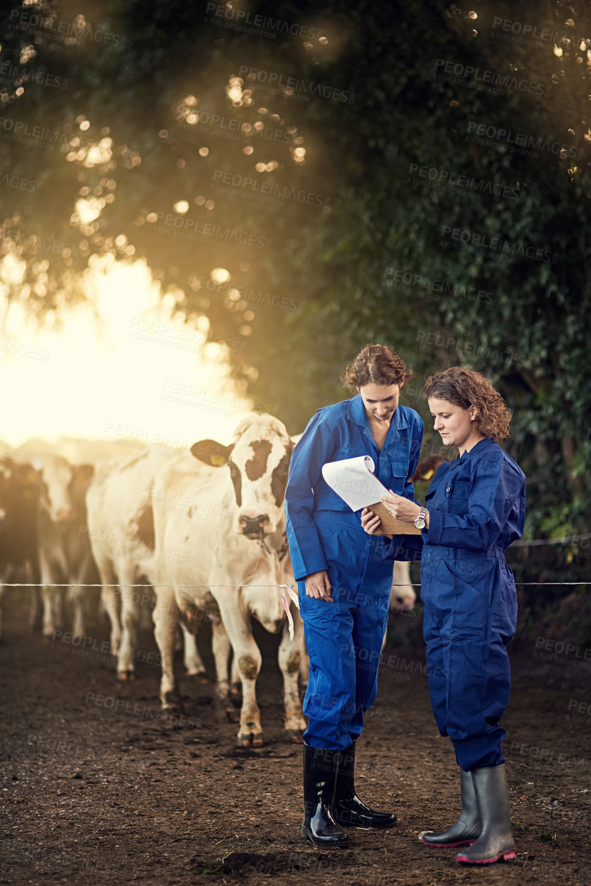 Buy stock photo Teamwork, women and cow farmers in discussion with checklist for beef production, agriculture and dairy livestock. Cattle farming, animal and partner working on paperwork for food industry planning