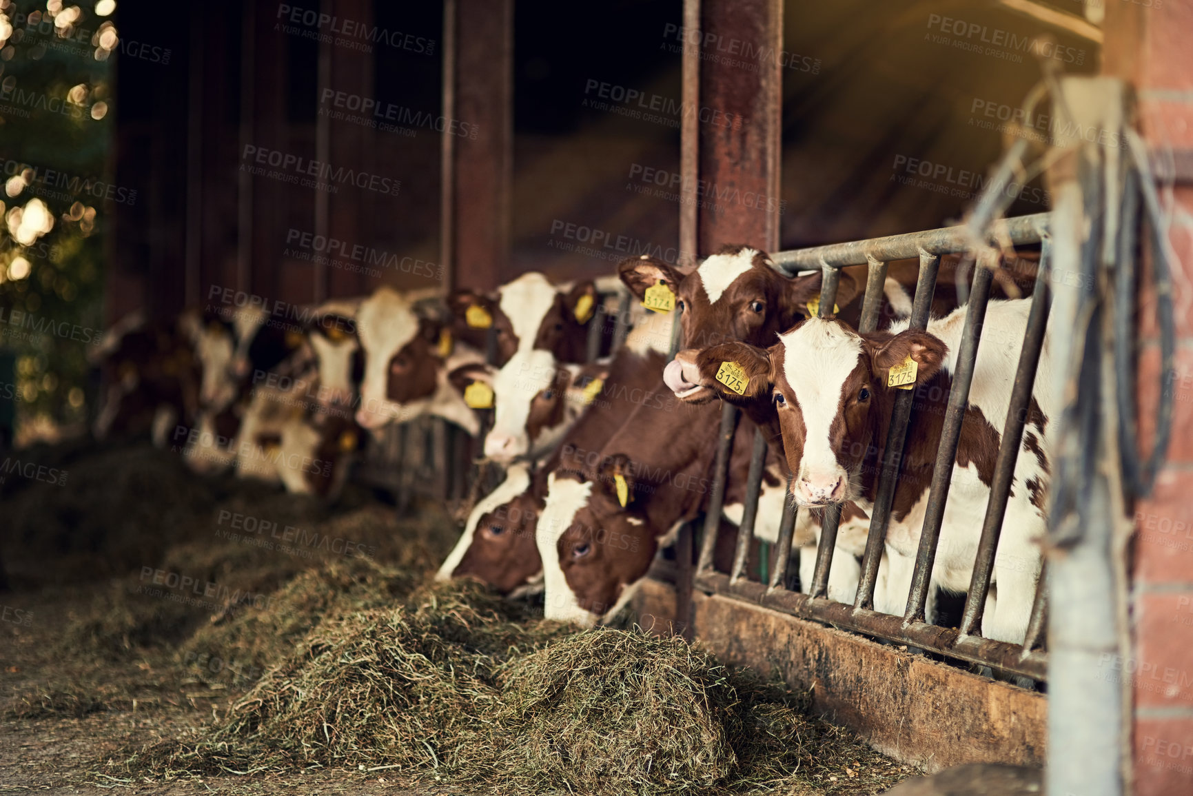 Buy stock photo Cattle farm, gate and cows eating in barn for dairy animals, sustainable agriculture and beef production. Eco friendly, livestock with grass for food and fence for security and protection in shed