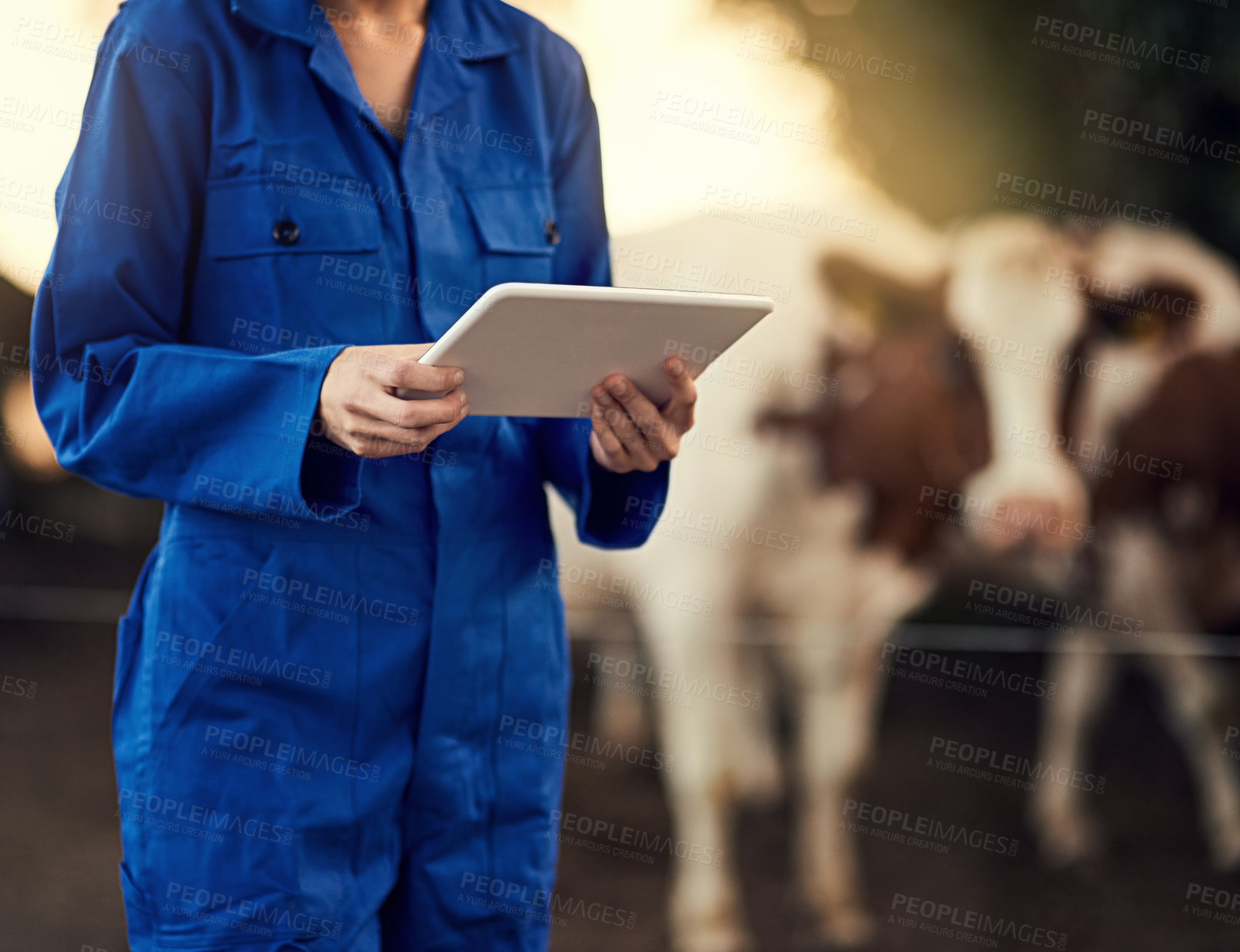 Buy stock photo Cropped shot of an unidentifiable farmer using her tablet while standing outside with her cows