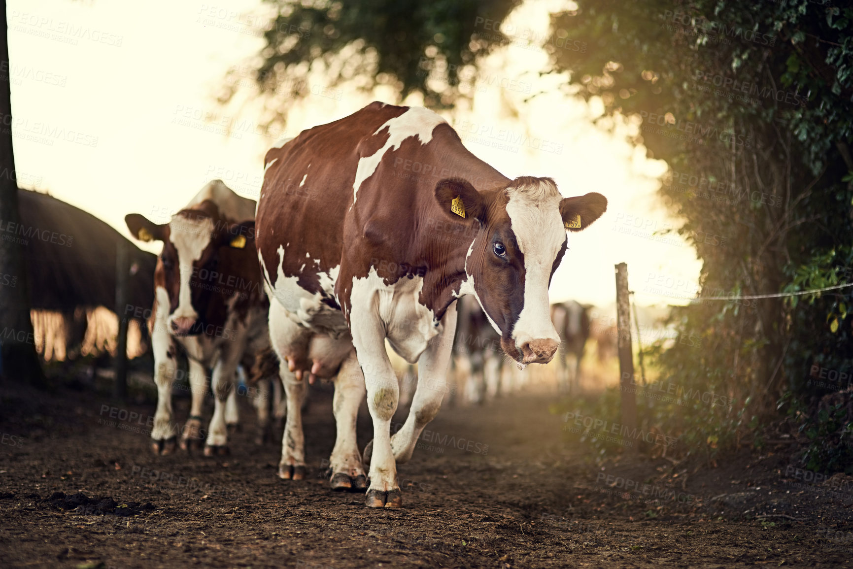 Buy stock photo Shot of a herd of cows walking along a farm lane