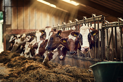 Buy stock photo Shot of a group of cows standing inside a pen in a barn