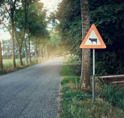 Buy stock photo Outdoor, road and sign of cow, warning and safety of vehicles, animals and preventing accidents. Countryside, nature and notice in path, caution and beware of cattle in forest, street and village