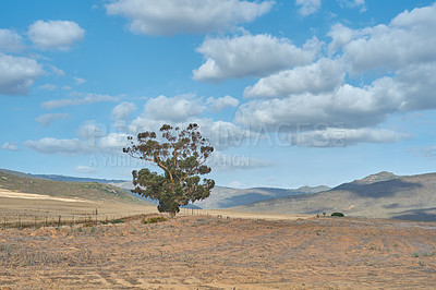 Buy stock photo Cedar tree, landscape and outdoor on field, location or clouds in sky by mountains, nature or countryside. Environment, conservation and hill on horizon in summer, sunshine or growth in South Africa